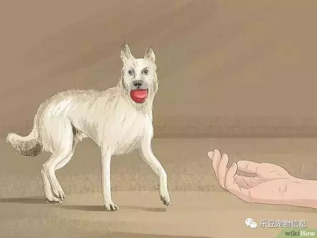 訓練狗狗的十三種常用教程全收錄,你一定用的著