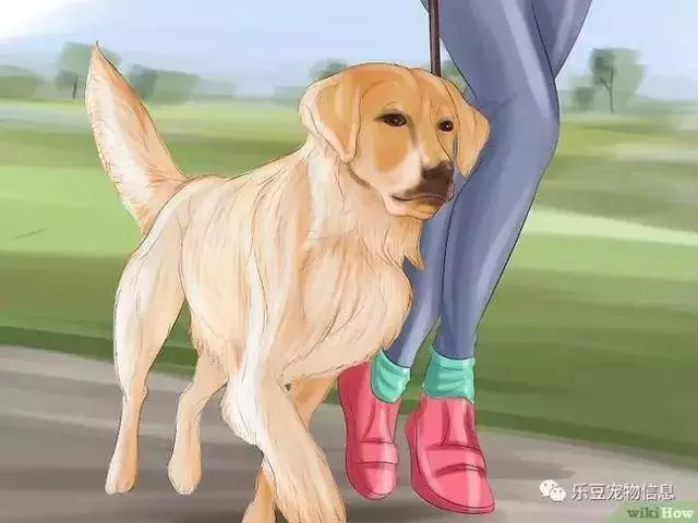 訓練狗狗的十三種常用教程全收錄,你一定用的著