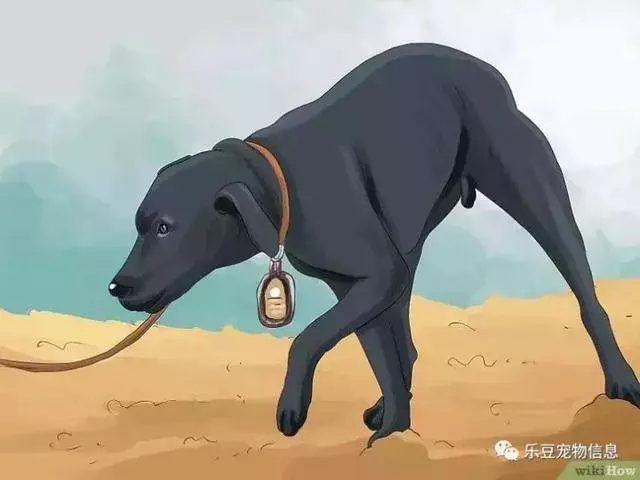 訓練狗狗的十三種常用教程全收錄,你一定用的著