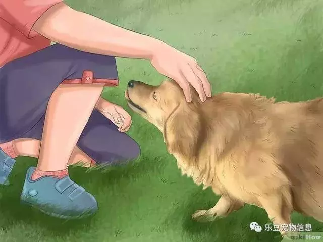 訓練狗狗的十三種常用教程全收錄,你一定用的著