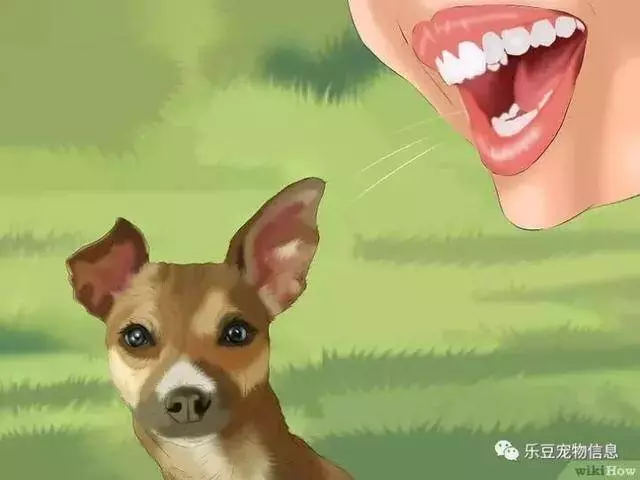 訓練狗狗的十三種常用教程全收錄,你一定用的著