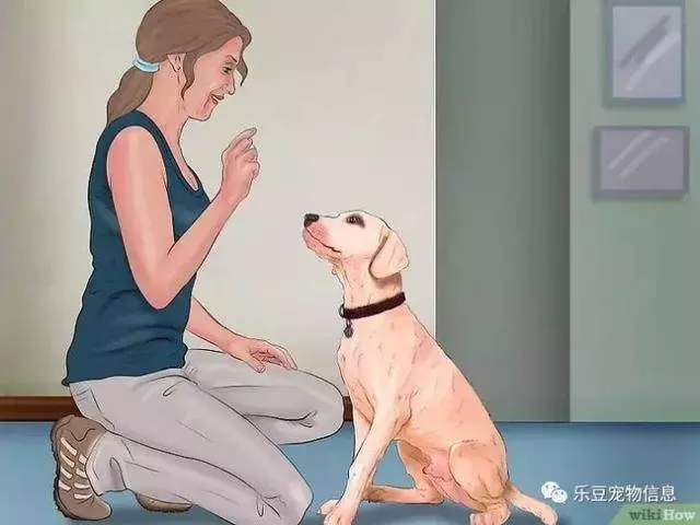 訓練狗狗的十三種常用教程全收錄,你一定用的著
