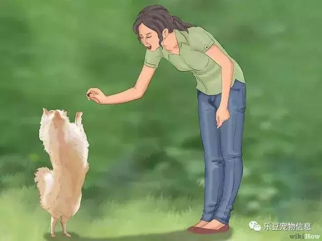 訓練狗狗的十三種常用教程全收錄,你一定用的著