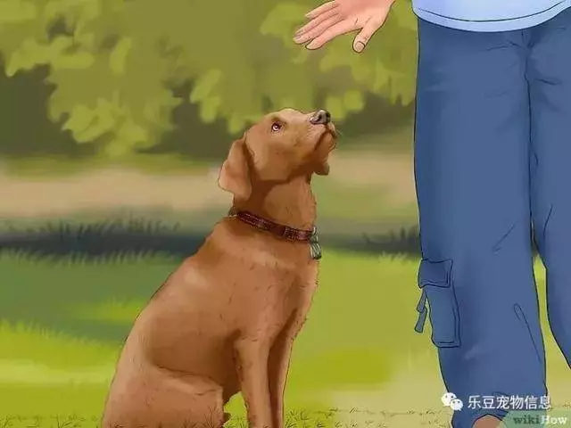 訓練狗狗的十三種常用教程全收錄,你一定用的著