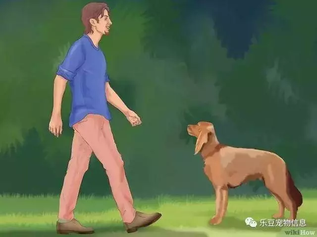 訓練狗狗的十三種常用教程全收錄,你一定用的著