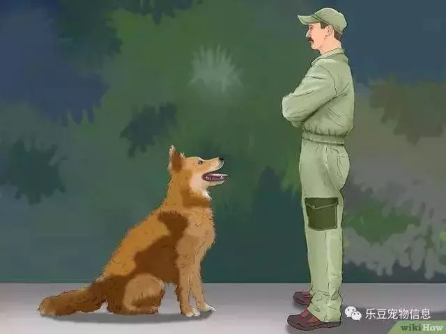 訓練狗狗的十三種常用教程全收錄,你一定用的著