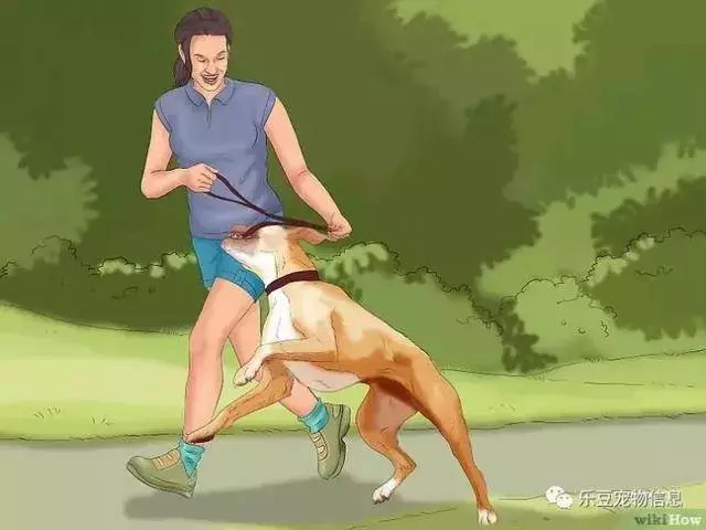 訓練狗狗的十三種常用教程全收錄,你一定用的著