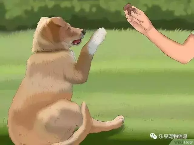 訓練狗狗的十三種常用教程全收錄,你一定用的著