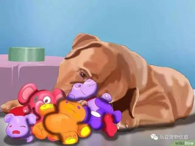 訓練狗狗的十三種常用教程全收錄,你一定用的著