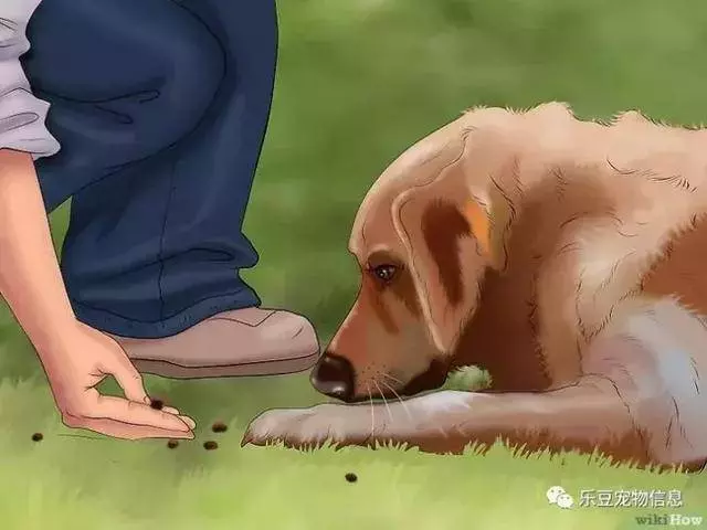 訓練狗狗的十三種常用教程全收錄,你一定用的著