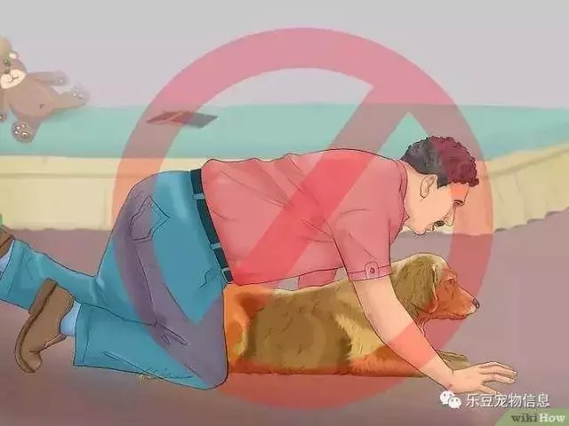 訓練狗狗的十三種常用教程全收錄,你一定用的著