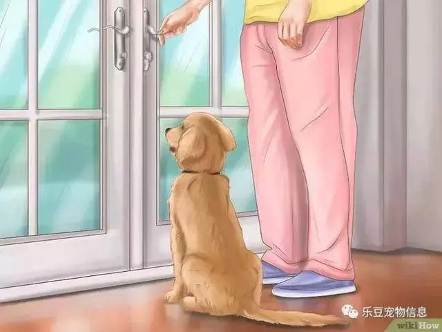 訓練狗狗的十三種常用教程全收錄,你一定用的著