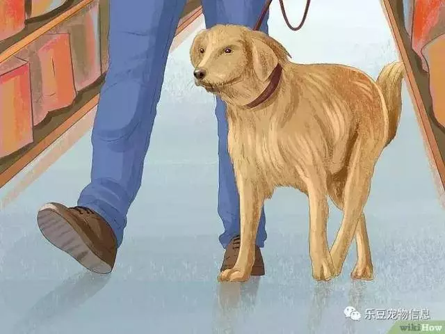 訓練狗狗的十三種常用教程全收錄,你一定用的著