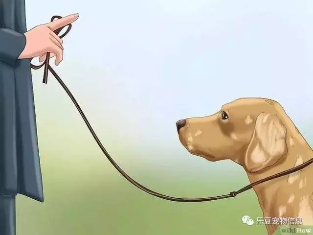 訓練狗狗的十三種常用教程全收錄,你一定用的著