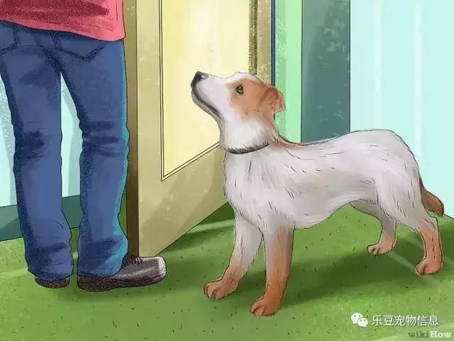 訓練狗狗的十三種常用教程全收錄,你一定用的著