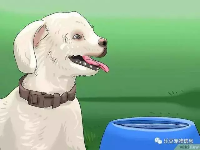 訓練狗狗的十三種常用教程全收錄,你一定用的著
