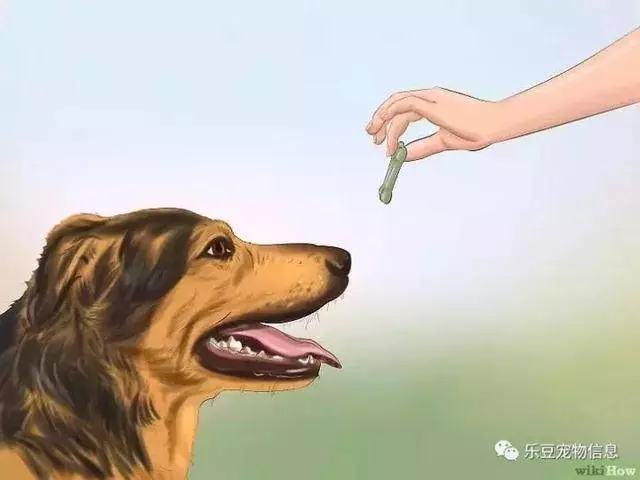 訓練狗狗的十三種常用教程全收錄,你一定用的著