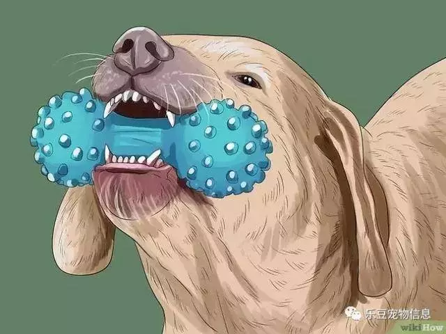 訓練狗狗的十三種常用教程全收錄,你一定用的著