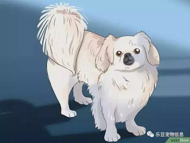 訓練狗狗的十三種常用教程全收錄,你一定用的著