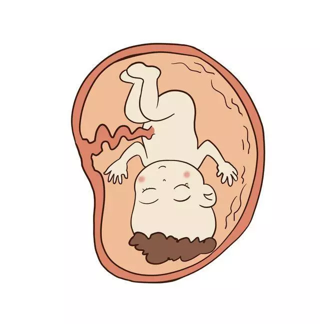 胎兒是喝尿長大的?這些懷孕冷知識你知道多少_