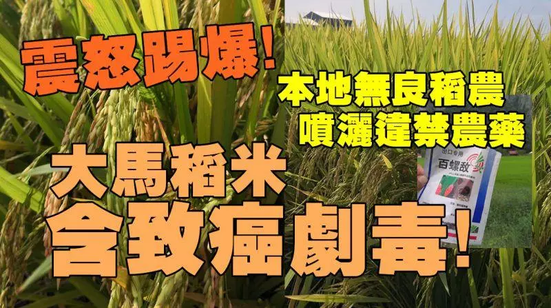 今日憤怒踢爆!恐怖!本地無良稻農噴灑違禁農藥;大馬稻米含致癌劇毒!