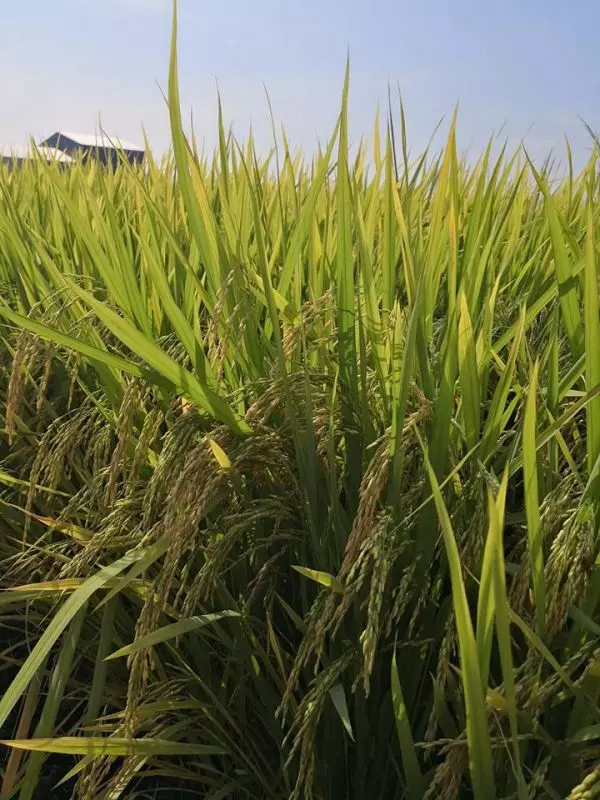 今日憤怒踢爆!恐怖!本地無良稻農噴灑違禁農藥;大馬稻米含致癌劇毒!