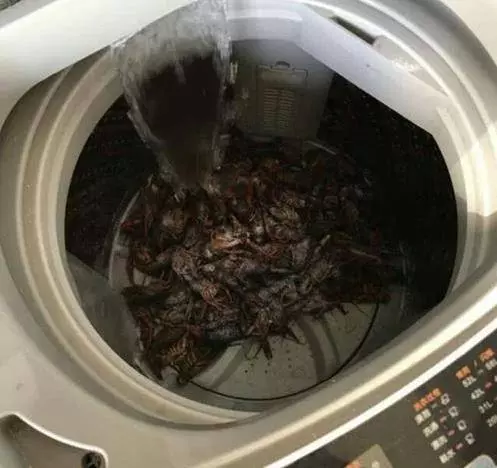老婆將15kg小龍蝦放進洗衣機里清洗!結果令人大吃一驚!
