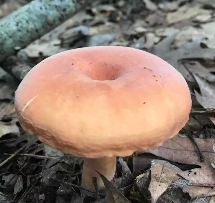 可惡想吃!26種「成功偽裝成食物」的不能吃物品,#5看到都要流口水了啦XDD
