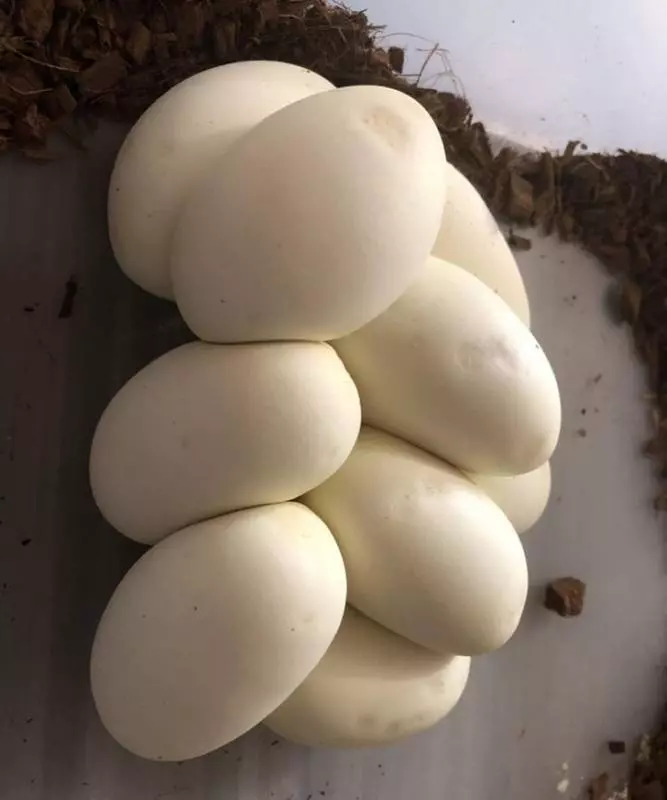 可惡想吃!26種「成功偽裝成食物」的不能吃物品,#5看到都要流口水了啦XDD