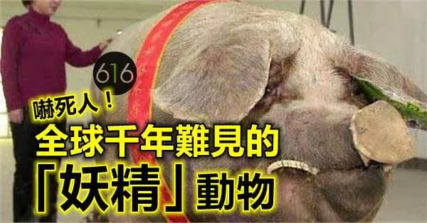 嚇死人!全球千年難見的「妖精」動物!太誇張了!!