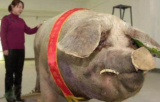 嚇死人!全球千年難見的「妖精」動物!太誇張了!!