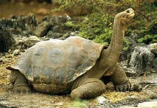 嚇死人!全球千年難見的「妖精」動物!太誇張了!!