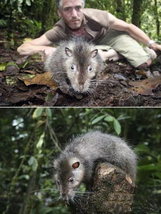 嚇死人!全球千年難見的「妖精」動物!太誇張了!!
