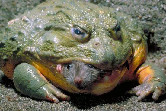 嚇死人!全球千年難見的「妖精」動物!太誇張了!!