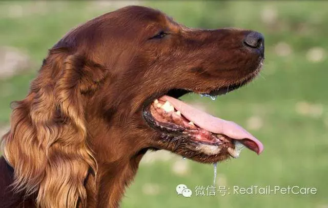 狗狗為什麼要大口喘氣? 其實有原因