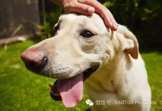 狗狗為什麼要大口喘氣? 其實有原因