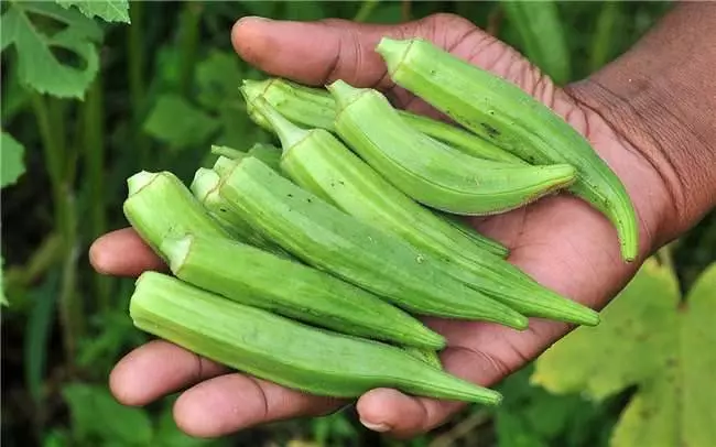 原來「秋葵」有這麼多好處!教你一個源於印度能有效降血糖的秘方!