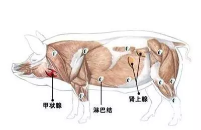 這5種肉再香也不能吃,含有的病菌和毒素特別多!