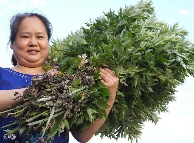 43歲大姐用艾葉煮蛋,15天後出現了奇跡,用一次好一次