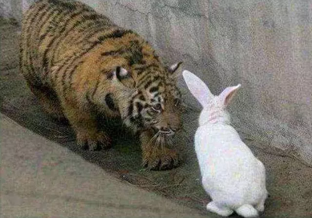動物園一大奇觀,老虎和大白兔成了好朋友,工作人員:開心就好!
