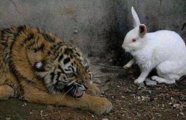 動物園一大奇觀,老虎和大白兔成了好朋友,工作人員:開心就好!
