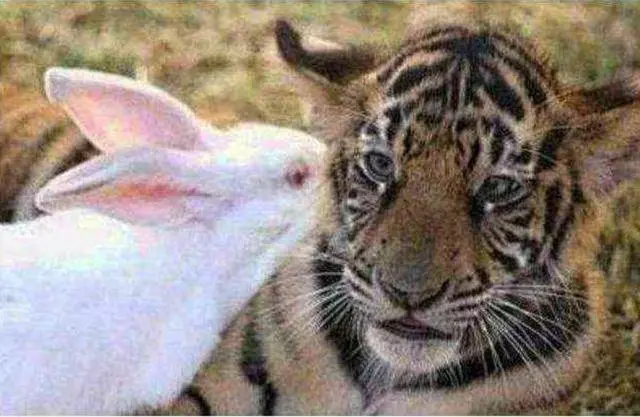 動物園一大奇觀,老虎和大白兔成了好朋友,工作人員:開心就好!