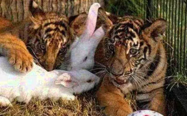 動物園一大奇觀,老虎和大白兔成了好朋友,工作人員:開心就好!