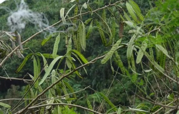 教你把Petai融入家常菜中,不只營養豐富,還超下飯的!忍不住多吃兩碗飯啦!!