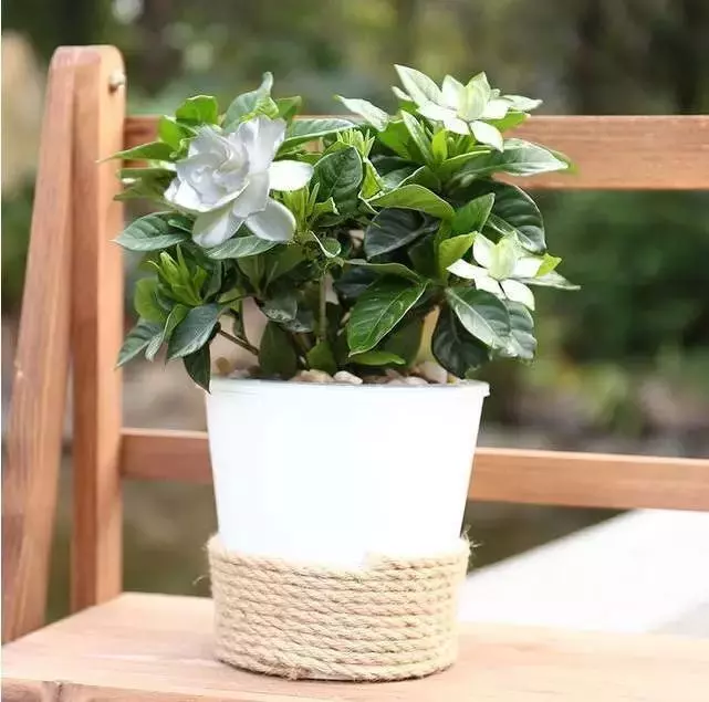 比茉莉花還香的「9種花卉」,種在陽台,滿屋子都飄香,還有藥用價值呢!