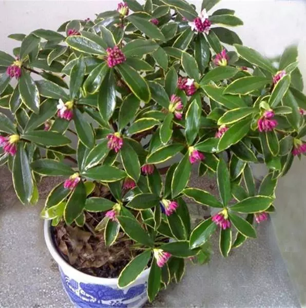 比茉莉花還香的「9種花卉」,種在陽台,滿屋子都飄香,還有藥用價值呢!