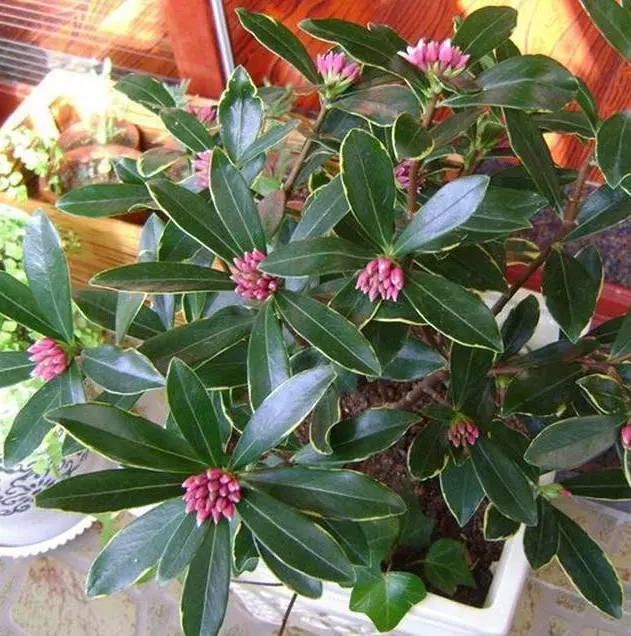 比茉莉花還香的「9種花卉」,種在陽台,滿屋子都飄香,還有藥用價值呢!