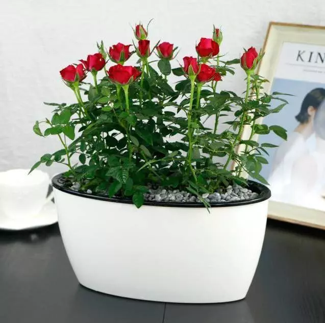 比茉莉花還香的「9種花卉」,種在陽台,滿屋子都飄香,還有藥用價值呢!