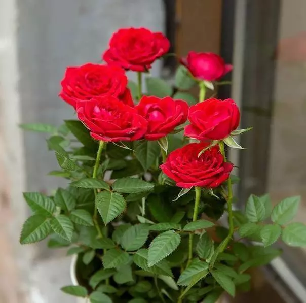 比茉莉花還香的「9種花卉」,種在陽台,滿屋子都飄香,還有藥用價值呢!