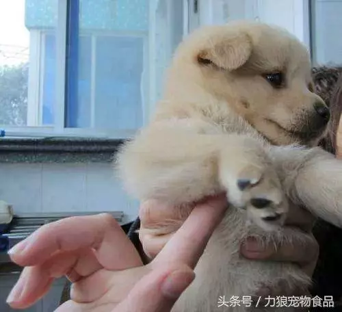 愛狗已經走火入魔的徵兆,符合三條以上,已無藥可救
